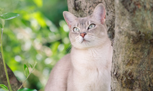 Cat Blog Image