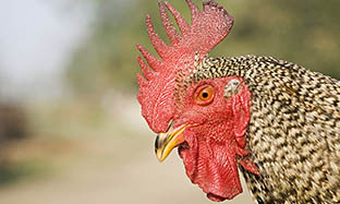 Bird Blog Image