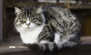 Cat Blog Image