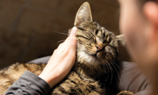 Cat Blog Image