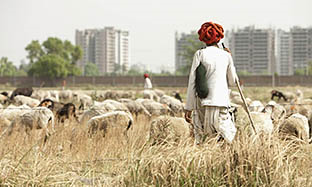 Sheep and Goat Blog Image