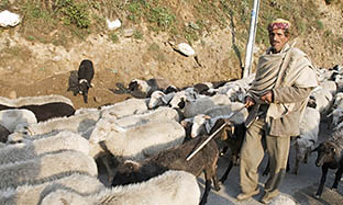 Sheep and Goat Blog Image